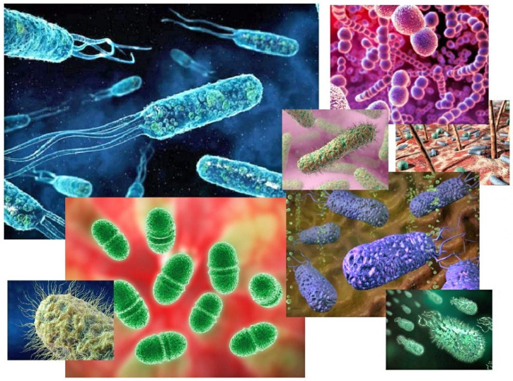 Реферат На Тему Бактерии В Жизни Человека